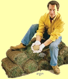 Seed or Sod?